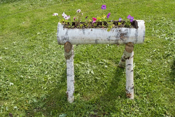 Um pequeno jardim de flores feito de troncos de bétula à luz do sol . — Fotografia de Stock