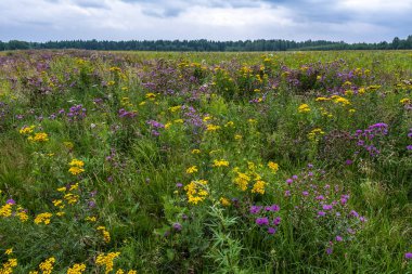 Bir yaz bulutlu da renkli çiçekler ile noktalı büyük bir alan