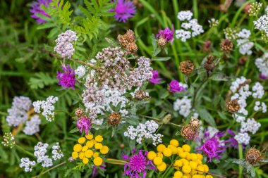 Çok renkli kır çiçekleri parlak bir halı, yakın çekim. 