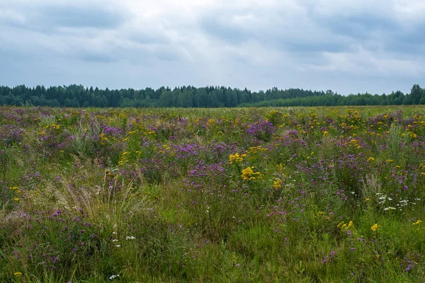 Velké pole poseté pestrobarevné květy v létě oblačné — Stock fotografie