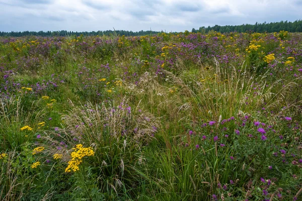 Velké pole poseté pestrobarevné květy v létě oblačné — Stock fotografie