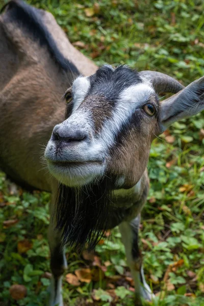 Большой портрет любопытной козы с черной длинной бородой . — стоковое фото