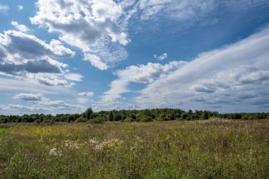 LA large field with different wildflowers and a beautiful cloudy