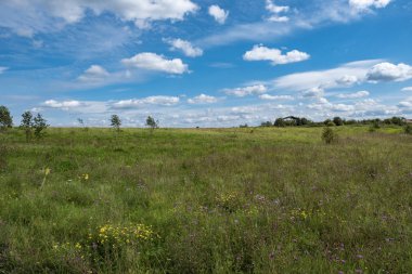 A large field with different wildflowers and a beautiful cloudy 