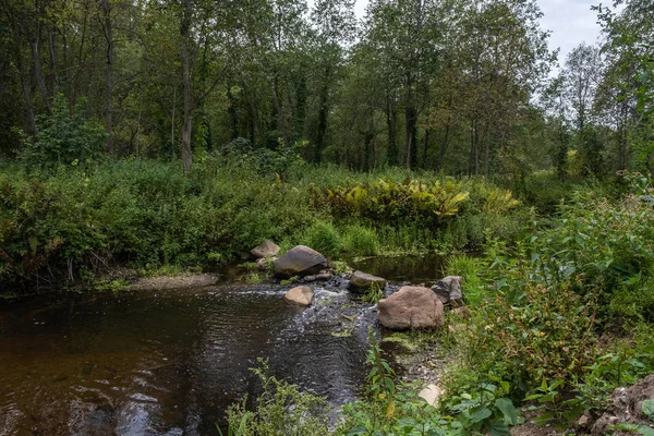 Mała rzeka z dużymi kamieniami wśród zielonych gęstych drzew i krzewów — Zdjęcie stockowe