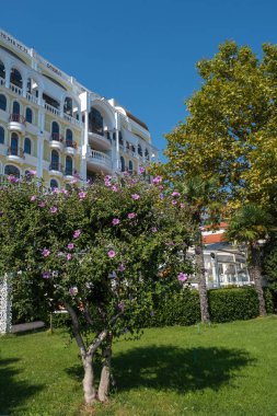 Bir güzelin arka planına karşı pembe çiçekleri olan küçük bir ağaç