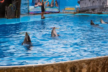 Mavi su havuzunda dört yunus halka büküm, 09/03/2019, Yalt