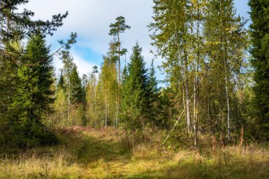 Geniş bir orman yolu, sonbahar ağaçları arasında çim ile büyümüş