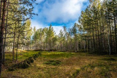 Yosun yeşil bir tepe ile küçük bir bataklık orman glade. 