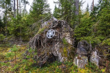 Bir araba tekerleği için bir kap düşmüş bir ağacın kökleri üzerinde asılı. 
