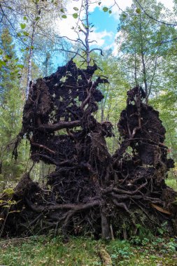 Bir fon karşı büyük bir düşmüş ağacın Fairytale kökleri