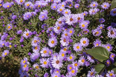 Sarı bir orta ve iki yeşil yaprakları ile birçok mor çiçekler. 