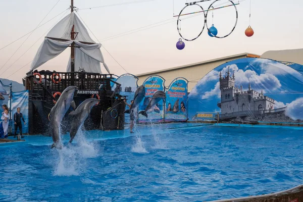 Quattro delfini saltano in alto dall'acqua in una pozza d'acqua blu, 0 — Foto Stock