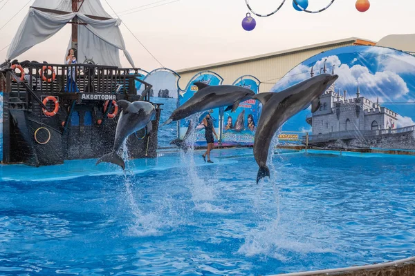 Quattro delfini saltano in alto dall'acqua in una pozza d'acqua blu, 0 — Foto Stock
