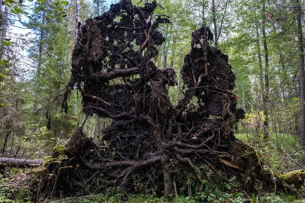 Raíces de cuento de hadas de un gran árbol caído contra el telón de fondo de un — Foto de Stock