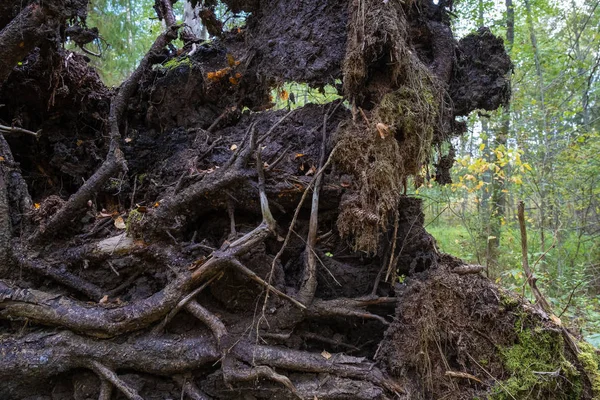 Raíces de cuento de hadas de un gran árbol caído, filmado de cerca . — Foto de Stock