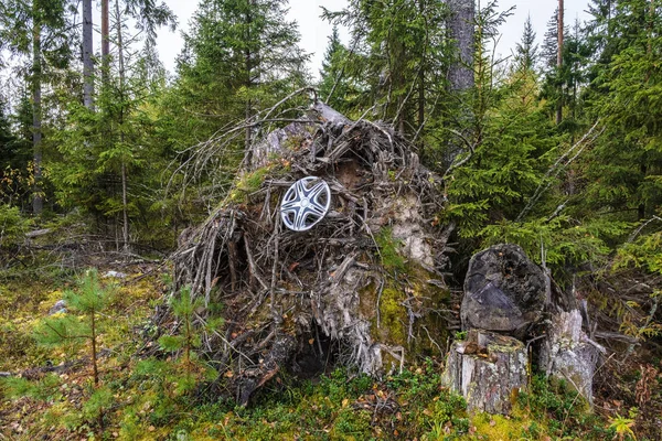 Bir araba tekerleği için bir kap düşmüş bir ağacın kökleri üzerinde asılı. 