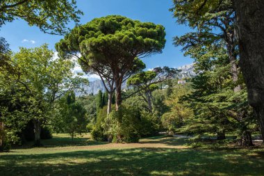 Vorontsov parkındaki peri masalı ağaçları ve yüksek dağlardaki 
