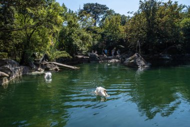 Vorontsov parkında beyaz kuğuları olan küçük bir yapay göl., 