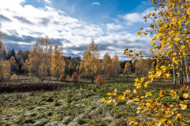 Sarı huş yaprakları ve yeşil yapraklarla sonbahar manzarası