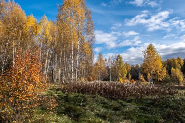 Uzun beyaz huş ağaçları, parlak sarı yaprakları var.