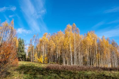 Uzun beyaz huş ağaçları, parlak sarı yaprakları var.