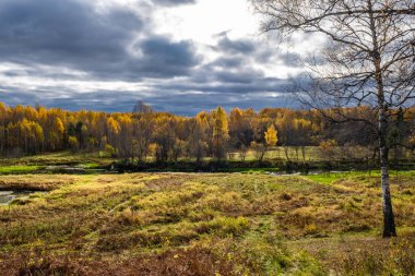 Küçük bir nehir ve sonbahar ormanı Sarı huş yaprakları ve bea