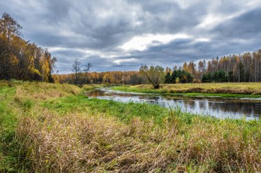 Küçük bir nehir ve sonbahar ormanı Sarı huş yaprakları ve bea