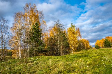 Sonbahar ekim güneşli bir gün Ağaçlarda sarı yapraklar ve beyaz w