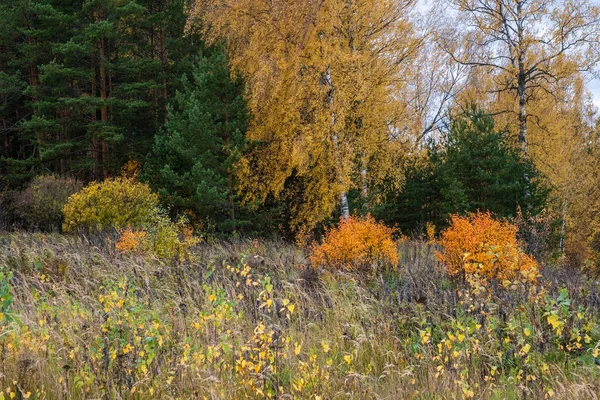 Cores multicoloridas da floresta de outono com arbustos de laranja e vós — Fotografia de Stock