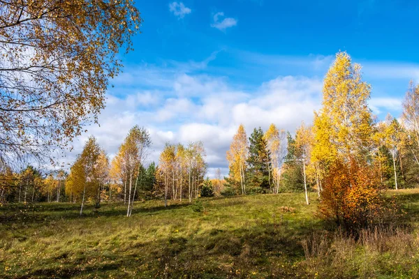 Multicolor colors of the autumn forest with orange bushes and ye — Stock Photo, Image