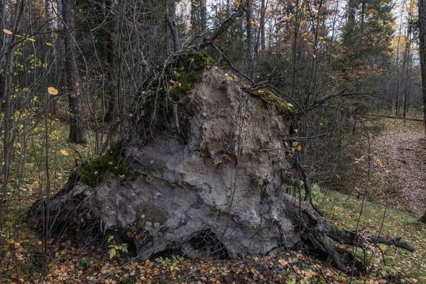 Las viejas raíces de un árbol caído en un bosque otoñal abandonado . — Foto de Stock