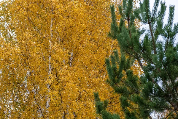 白桦树和枝条的黄叶背景 — 图库照片