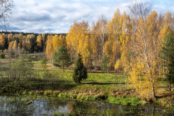 A small river and autumn forest with yellow leaves of birches. — Stock Photo, Image