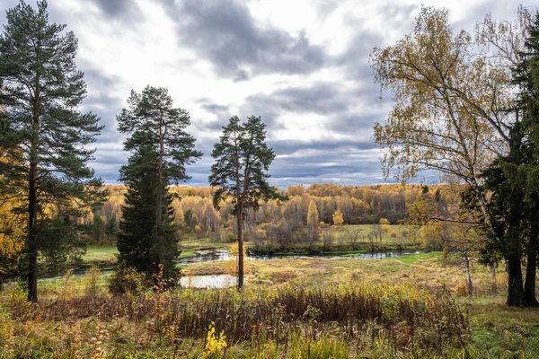 Маленький речной и осенний лес с желтыми березовыми листьями и бобой — стоковое фото