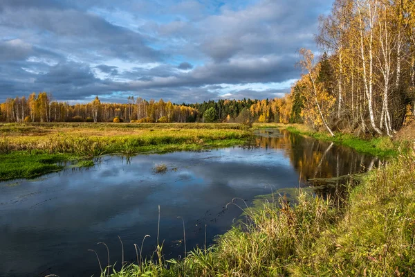 White-stemmed birch trees with yellow leaves on the edge of a sm — Stock Photo, Image