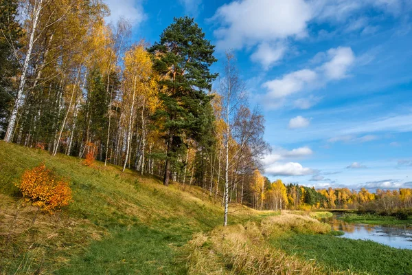 A small river and autumn forest with yellow leaves of birches. Stock Image