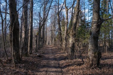 Bahar günü yüksek gövdeli eski ıhlamur yolu, Rusya. 