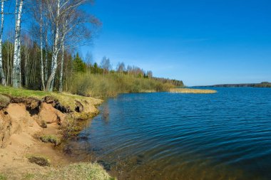 Rusya 'nın güneşli bir bahar gününde, Uvodsky rezervuarında beyaz huş ağaçlarıyla sarp ve kumlu bir sahil..