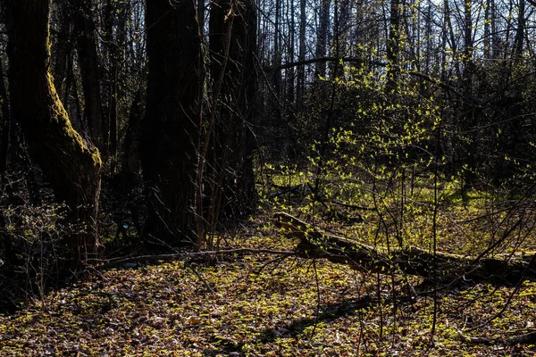 Hojas Jóvenes Color Verde Brillante Luz Del Sol Bosque Primavera —  Fotos de Stock