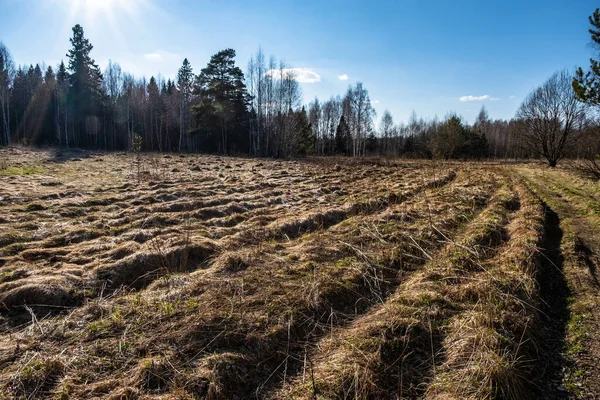 A small field on the edge of the forest, cut by deep furrows on a sunny spring day, Russia.