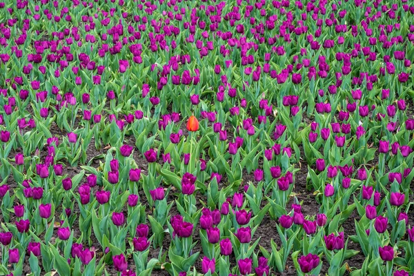 Heller Hintergrund Aus Vielen Lila Tulpen Und Einer Roten Tulpe — Stockfoto
