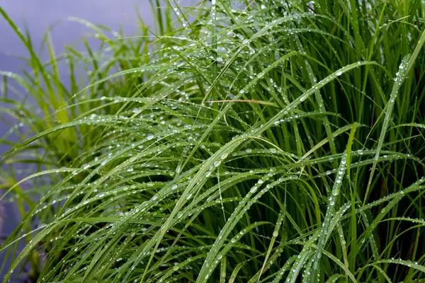 Silver Drops Rain Water Tall Green Grass Summer Day — Stock Photo, Image