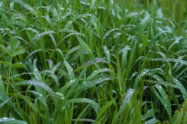 Background Green Grass Silver Drops Rain Water Summer Day — Stock Photo, Image