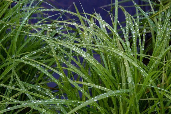 Silver Drops Rain Water Tall Green Grass Summer Day — Stock Photo, Image