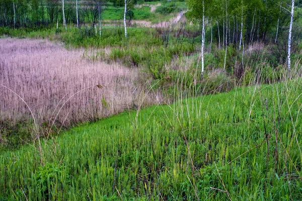 Overgrown swampy lowland with last year\'s dry grass and thin white trunks of birch trees in early summer.