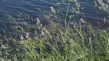 Rüzgar uzun otları ve çiçekleri küçük dalgalarla suyun arka planına doğru sallıyor..