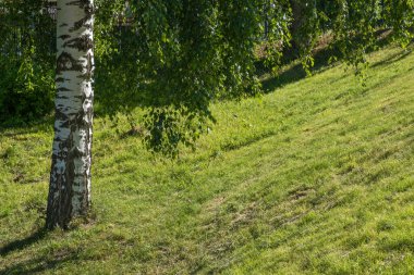 Beyaz huş gövdesi ve yamacın yukarısında güneş ışığı altında dallar. 