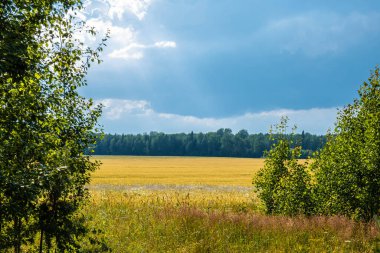 Yeşil ormanın arka planında parlak sarı alan ve mavi bulutlu gökyüzü, Rusya.