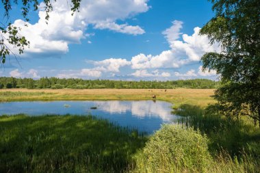 Küçük bir göl ve çayırda otlayan inekler güneşli bir yaz gününde.